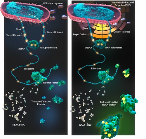 喬治·丘奇實(shí)驗(yàn)室再啟新篇章 獲拜耳投資，以非天然氨基酸與工程化大腸桿菌重塑蛋白質(zhì)藥物研發(fā)未來